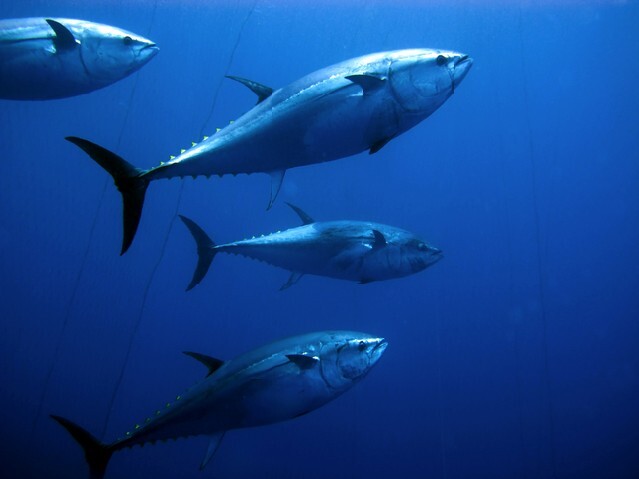 Blue fin tuna